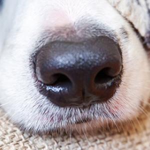 Que peuvent reconnaître les chiens avec leur nez ?