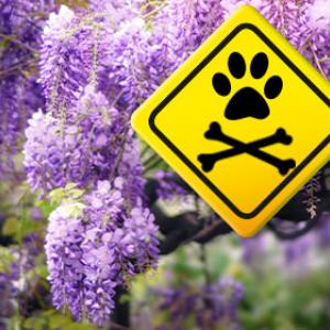 Infos zu Pflanzen, die giftig für Hunde und Katzen sind