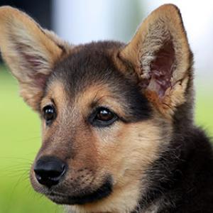 Wie ist das Ohr des Hundes aufgebaut und wie funktioniert es?