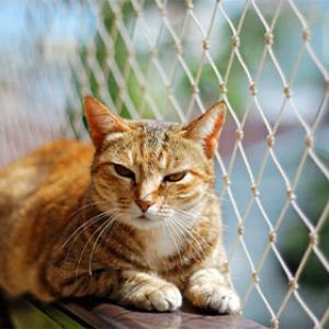 La sortie sécurisée pour le chat