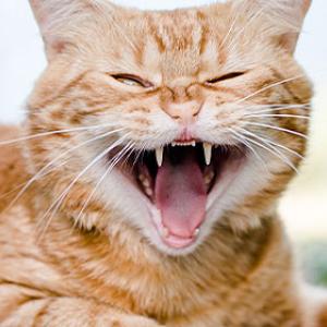 Un chat souffre d'une maladie dentaire
