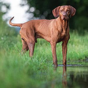 hond aan het water laten wennen