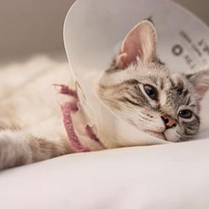 Diarree Bij Katten: Oorzaken En Tips