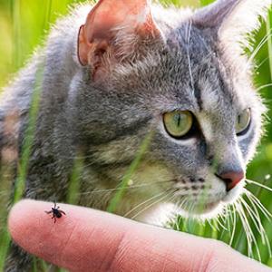 Ticks in cats: How to remove them properly