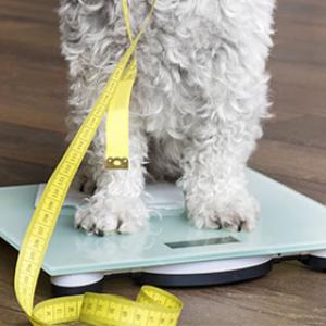 Lichaamsgewicht index van de hond