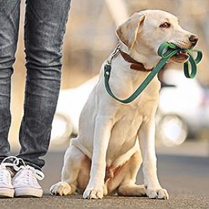 Gassi laufen mit Hund