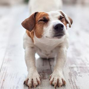 Tips om stress bij uw hond te verlichten