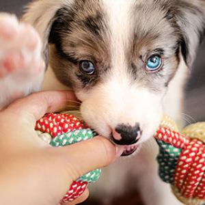 Keeping puppies busy is enormously important.