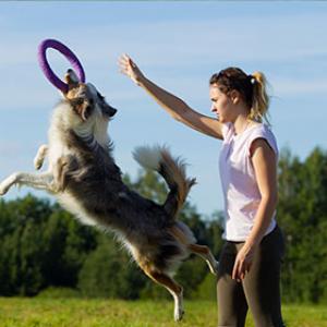 Den Hund drinnen und draußen gut beschäftigen