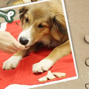 Faire soi-même des biscuits pour chiens