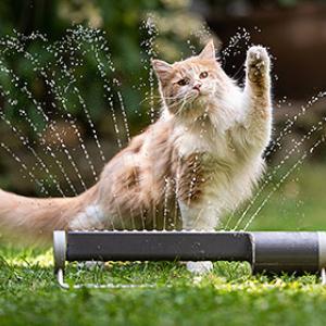 Les chats en été