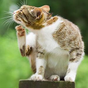 Itching is a common symptom of feed intolerance in cats.