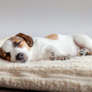 Besoin de sommeil chez les chiens 