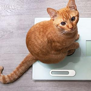 Katze wiegen, um festzustellen, ob die Katze Übergewicht oder Idealgewicht hat