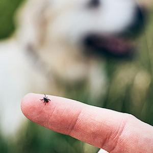 Are there natural means of protection against ticks in dogs?