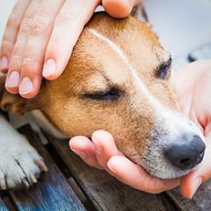 Unverträglichkeiten oder Allergien gegeben das Hundefutter, können zu Hautproblemen führen.