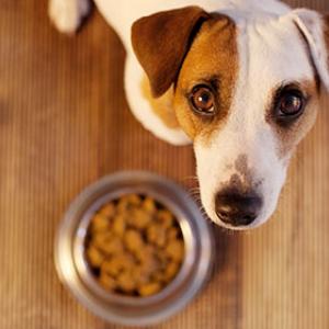 Déclarations des aliments pour chiens, comment la viande arrive dans la gamelle