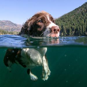 Hier diesen Badeseen sind Hunde erlaubt