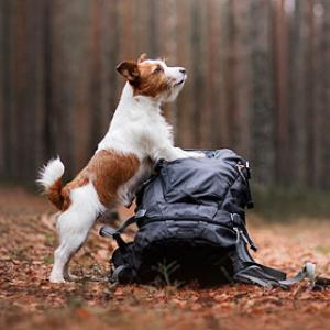 Tipps für Wanderungen mit Hund