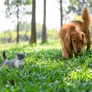 Bringing cats and dogs together and getting them used to each other: This is how it works