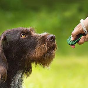 Clickertraining unterstützt die Erziehung von Hunden und das Erlernen von Tricks