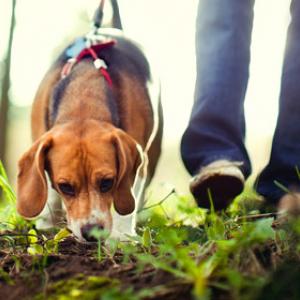 A la recherche d'indices avec le chien