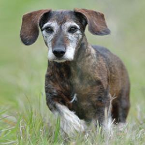 Ausgewogene, bedarfsdeckende Ernährung von Hunden auch im hohen Alter