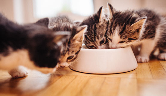 Voederadvies voor kittens en opgroeiende katten