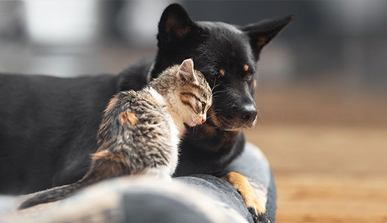 Von der Gründung und Entwicklung des Hundefutters aus Fleischsaftgarung bis heute