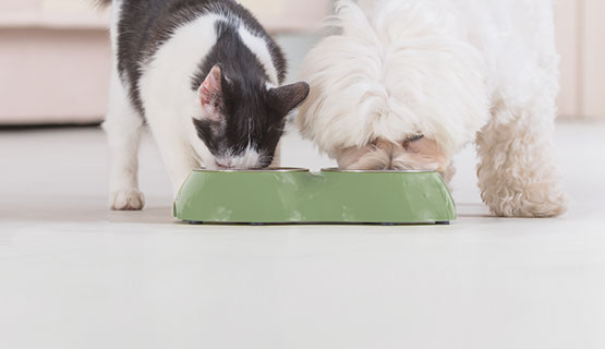 Trockenfutter und Nassfutter für Hunde und Katzen im Abo bestellen