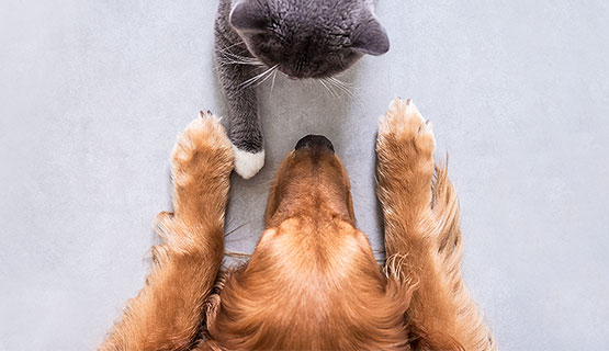 Light brown dog and grey cat lying opposite each other and touching with their paws