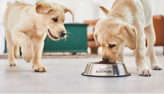 Fütterungsempfehlung für Welpen und heranwachsende Hunde