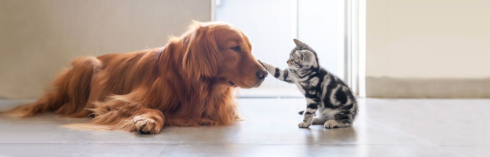 À propos de Platinum et du développement des méthodes uniques de préparation des aliments pour chiens et chats