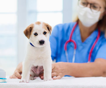 Hundewelpen bei der ersten Untersuchung zu seiner Gesundheit
