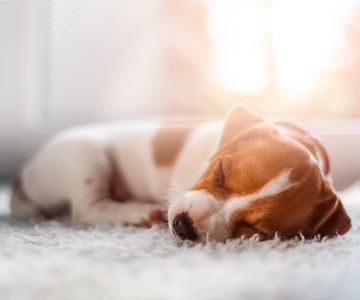 Ein junger Hund braucht Erholungsphasen!