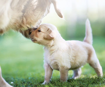 Une éducation canine conséquente est particulièrement importante pour les chiots