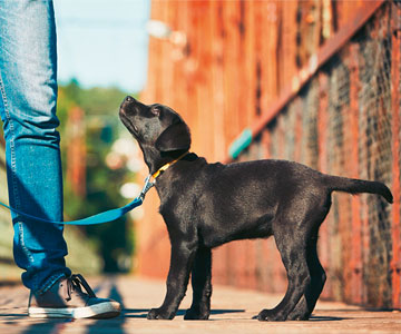 Initier doucement le chiot aux bruits quotidiens