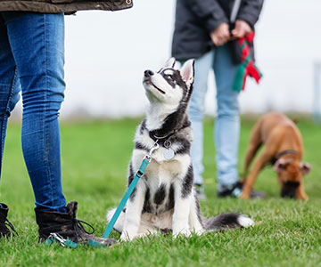 Les contacts avec d'autres chiens du même âge favorisent la socialisation du chiot.