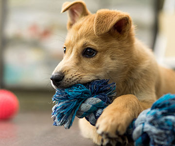 Tipps zur Eingewöhnung des Hundewelpens