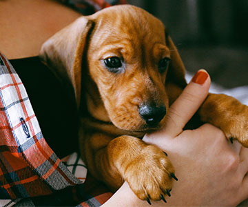 Das Verordnen von Pausen sowie das Vermeiden von großen Anstrengungen sind wichtig für eine gesunde Entwicklung des Hundewelpen