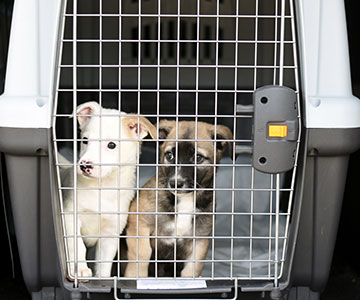 Transportieren Sie den Hundewelpen zum Beispiel in einer Hundetransportbox gesichert nach Hause
