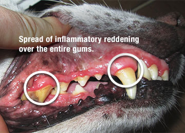 Hund Bandit Gum inflammation