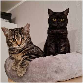 Erfahrungsbericht Victoria M. mit Katze Kiwi und Katze Nala 1