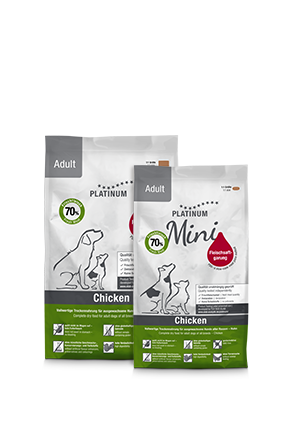 Adult Chicken 